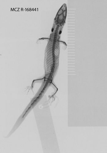 Media type: image;   Herpetology R-168441 Aspect: dorso-ventral x-ray
